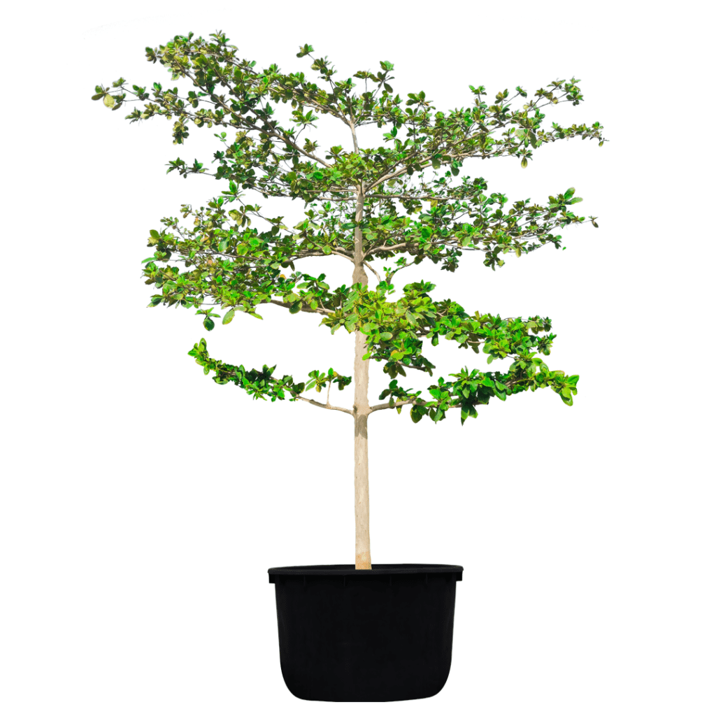 terminalia catappa tree for sale -شجرة اللّوز البحريني للبيع بالجملة في الإمارات