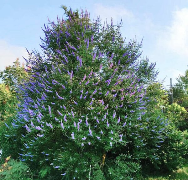 Vitex Agnus | Al Qalamoon Nurseries