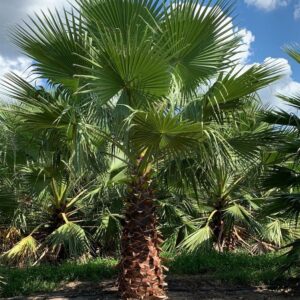 Washgintonia Palm