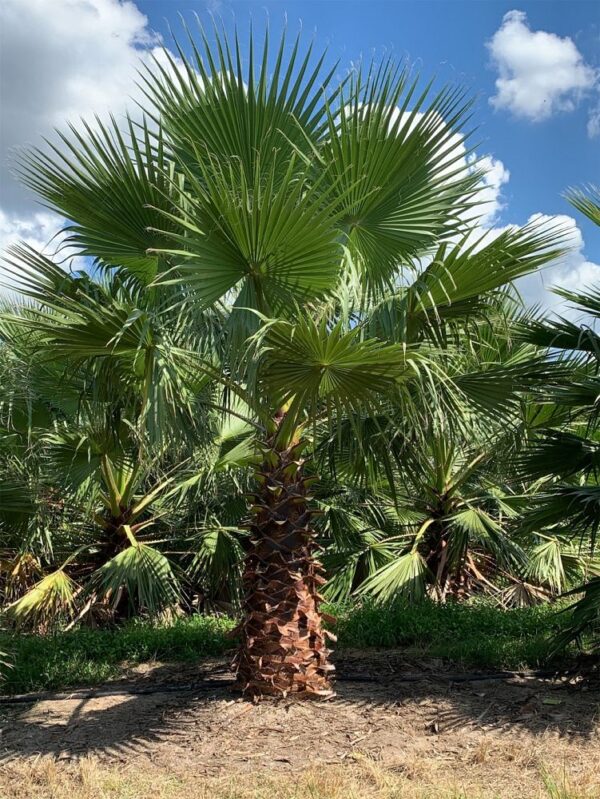 Washgintonia Palm