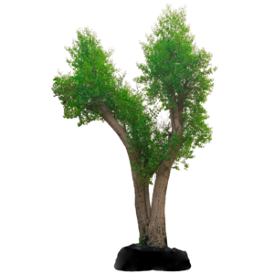 Sidr tree in UAE-شجرة السدر البلدي للبيع