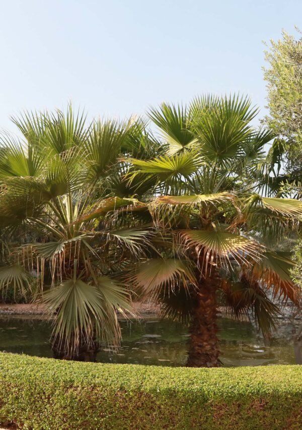 washigntonial palm in UAE