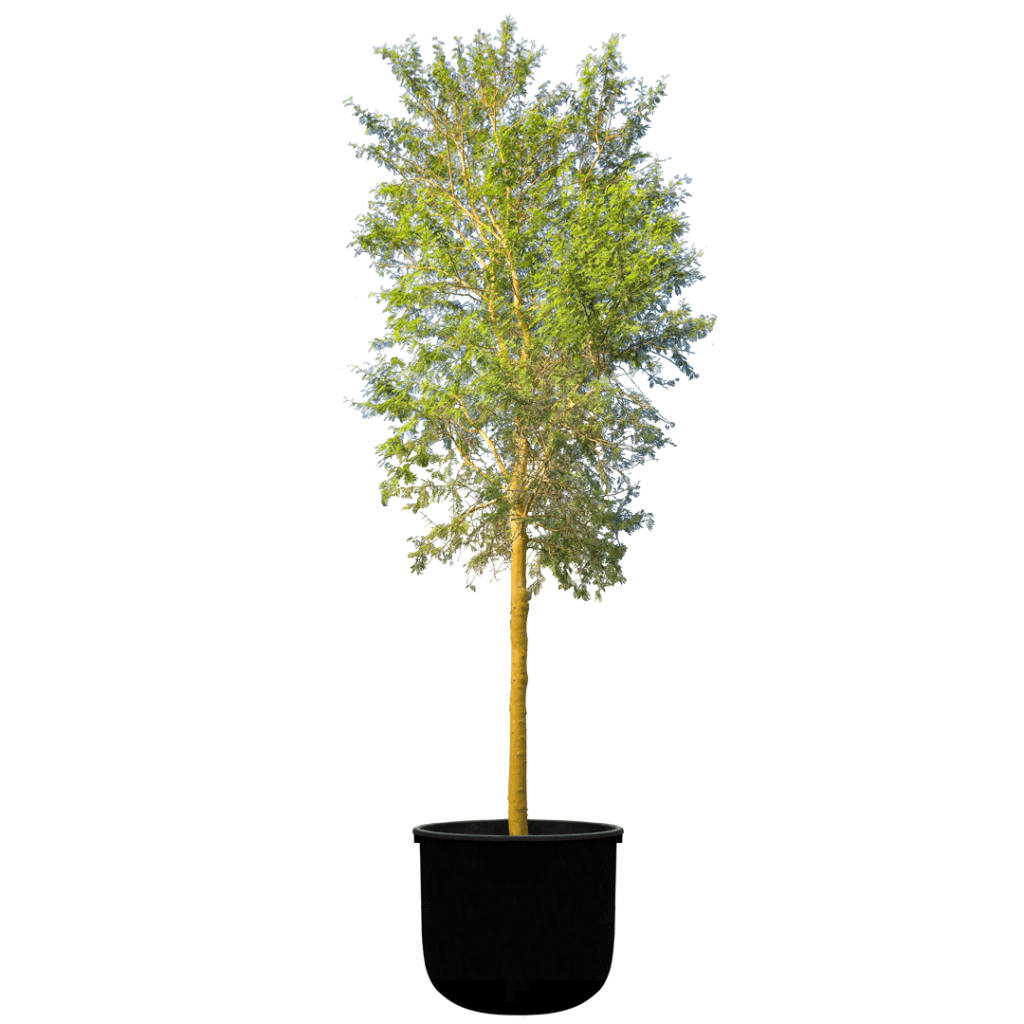 Acacia arabica to sale