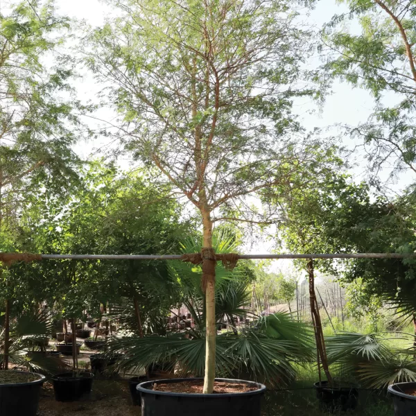 Acacia xanthophloea tree