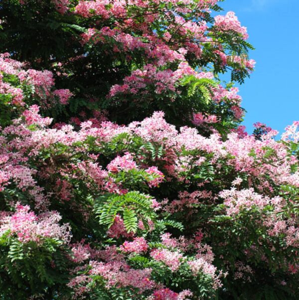 cassia javanica