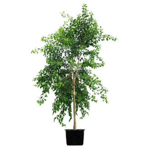 Ficus altissima tree for sale