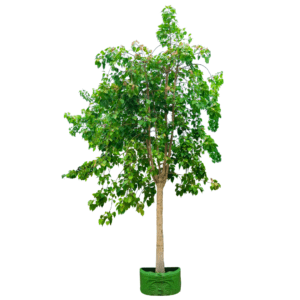 Ficus Religiosa tree in shrijah nurseries