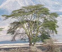 Acacia xanthophloea