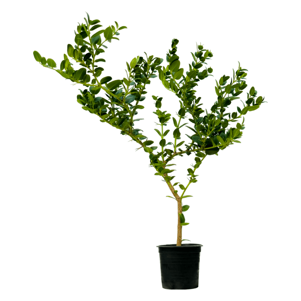 Carissa Macrocarpa