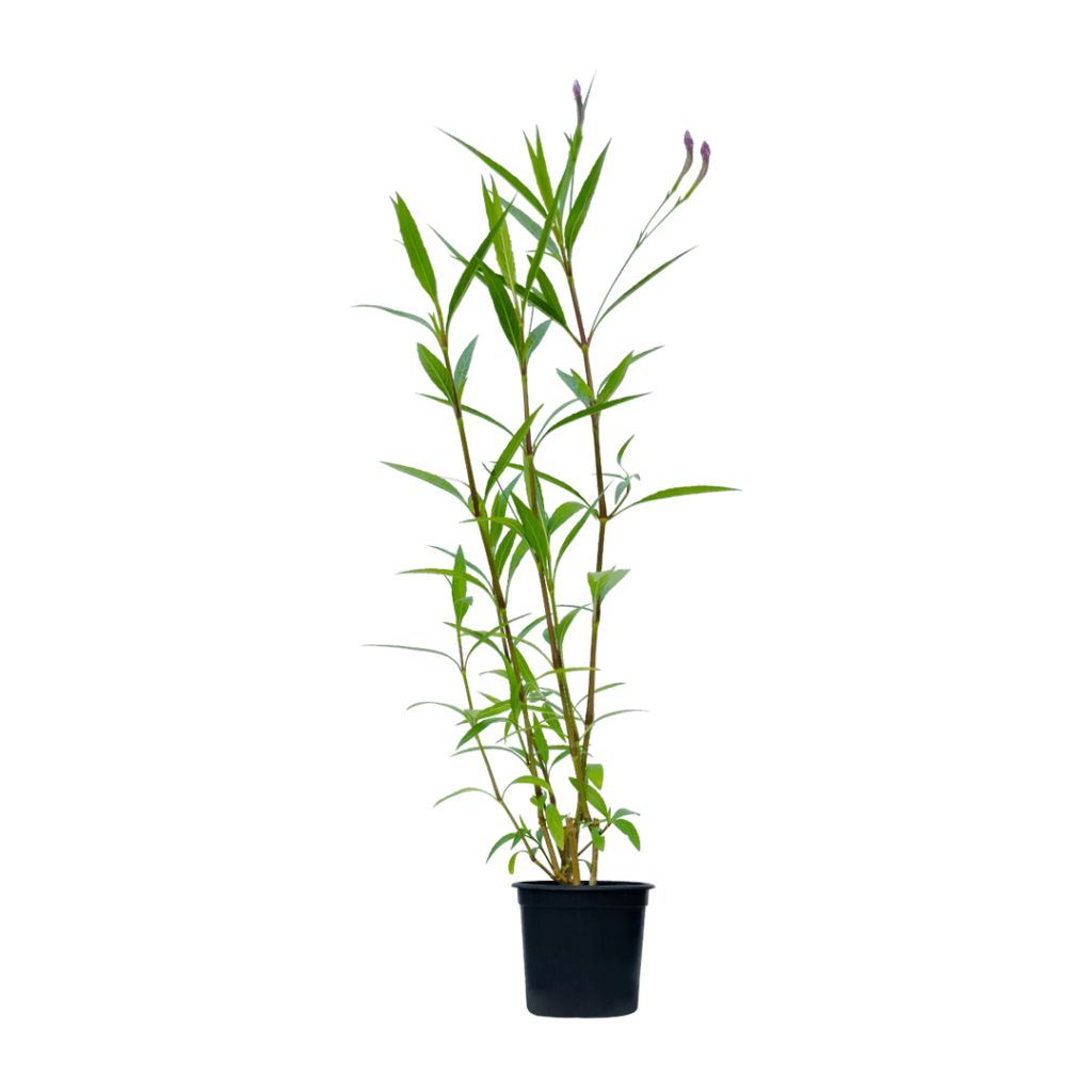 Ruellia Tuberosa-نبات الرويليا او بتونيا الصحراء