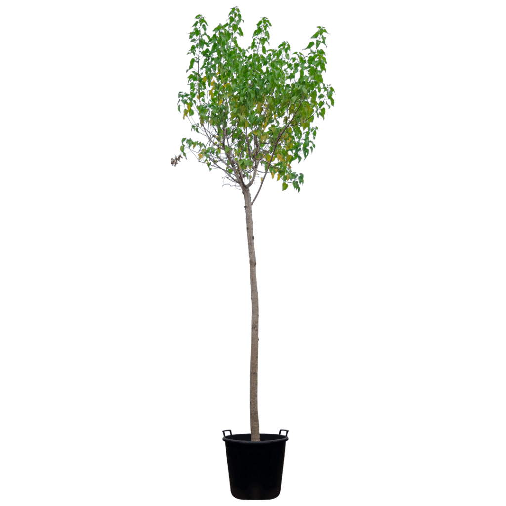 Thespesia Populnea (Portia tree)