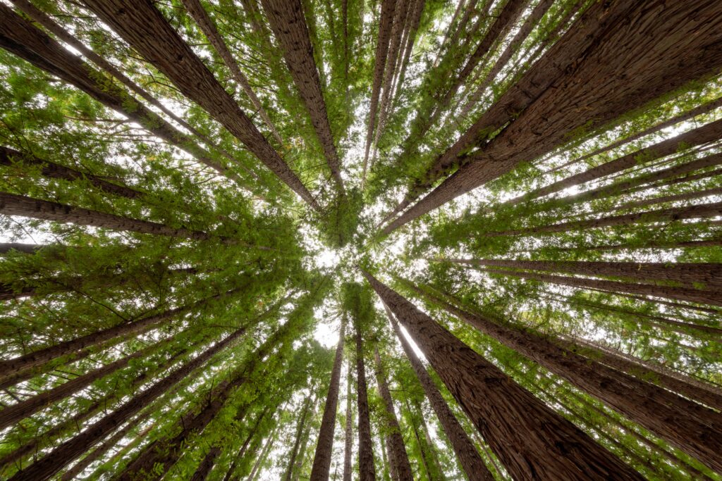 trees in UAE, Outdoore and indoors trees