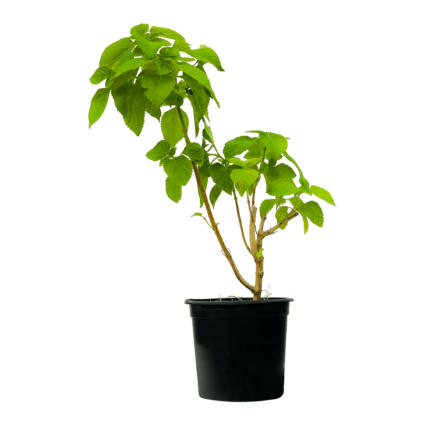 Acalypha Green to sale in uae