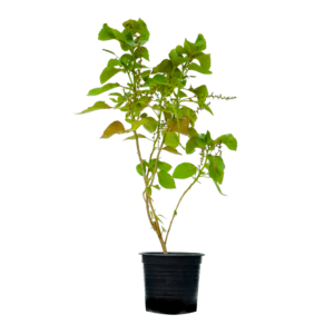 Acalypha Red for sale in UAE