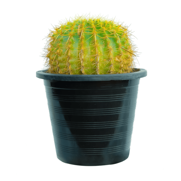 CACTUS for sale