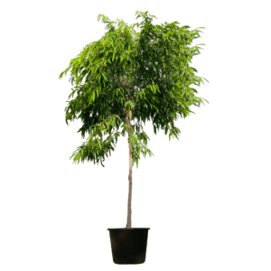 Ficus Amstel