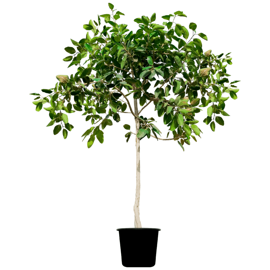 Is Ficus Benghalensis good for indoor,ficus benghalensis common name