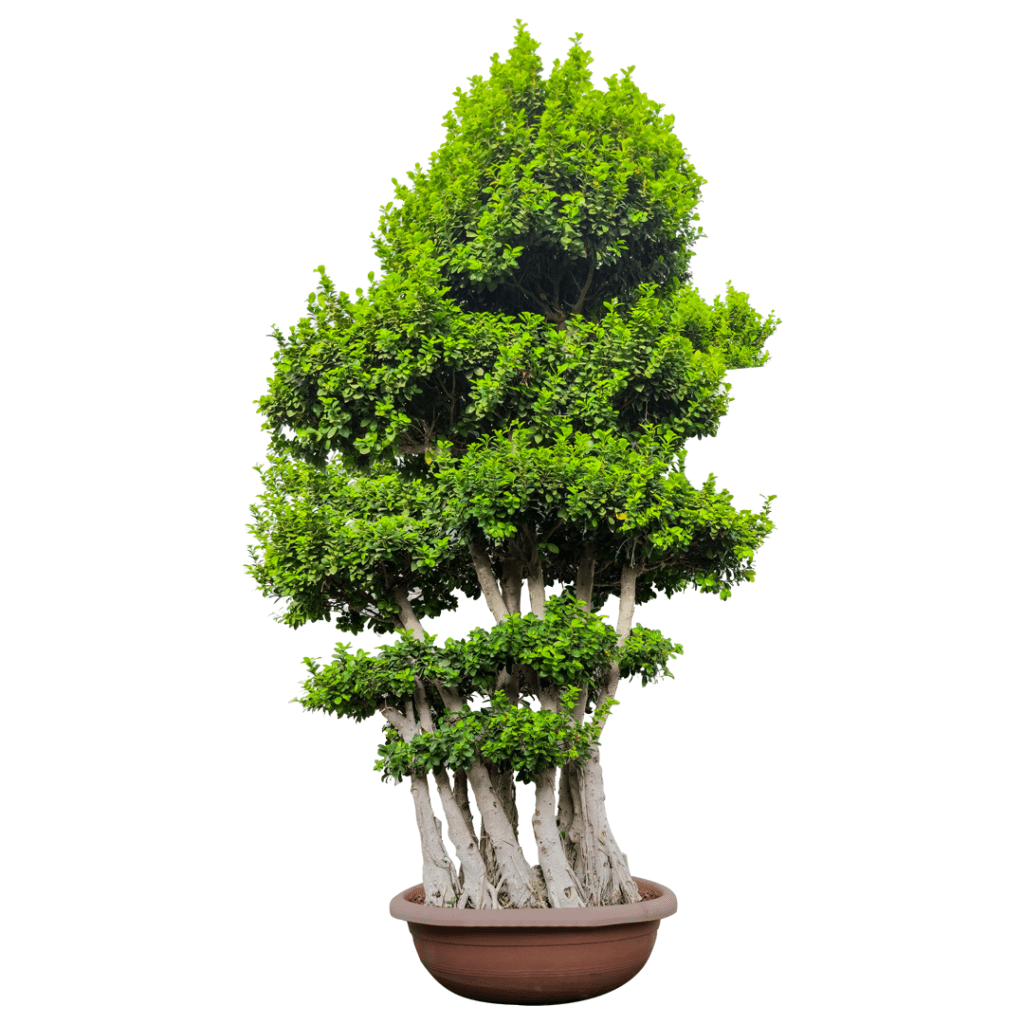 Ficus Bonsai for sale