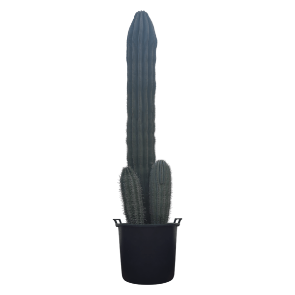 PACHYCEREUS PRINGLEI Cactus for sale