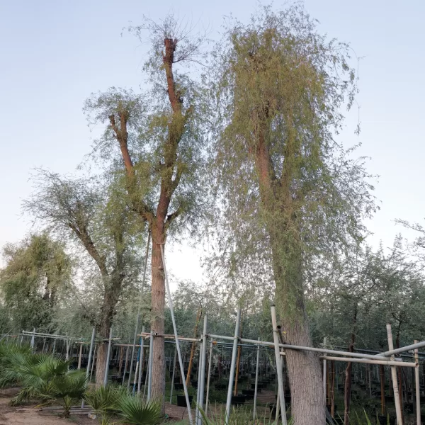 ghaf tree in Sharijah