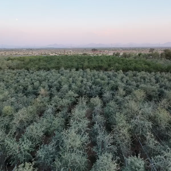 ghaf tree شجر السدر في الامارات