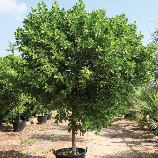 Concarpus Erectusone tree