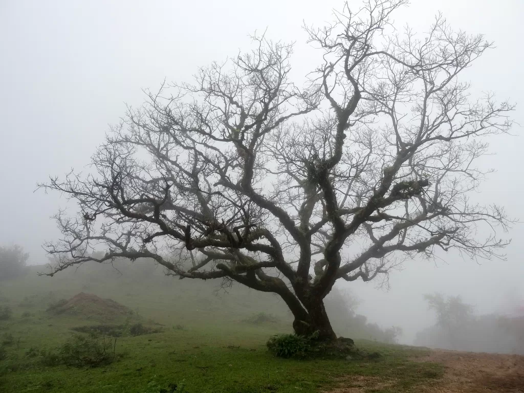 The Giants trees