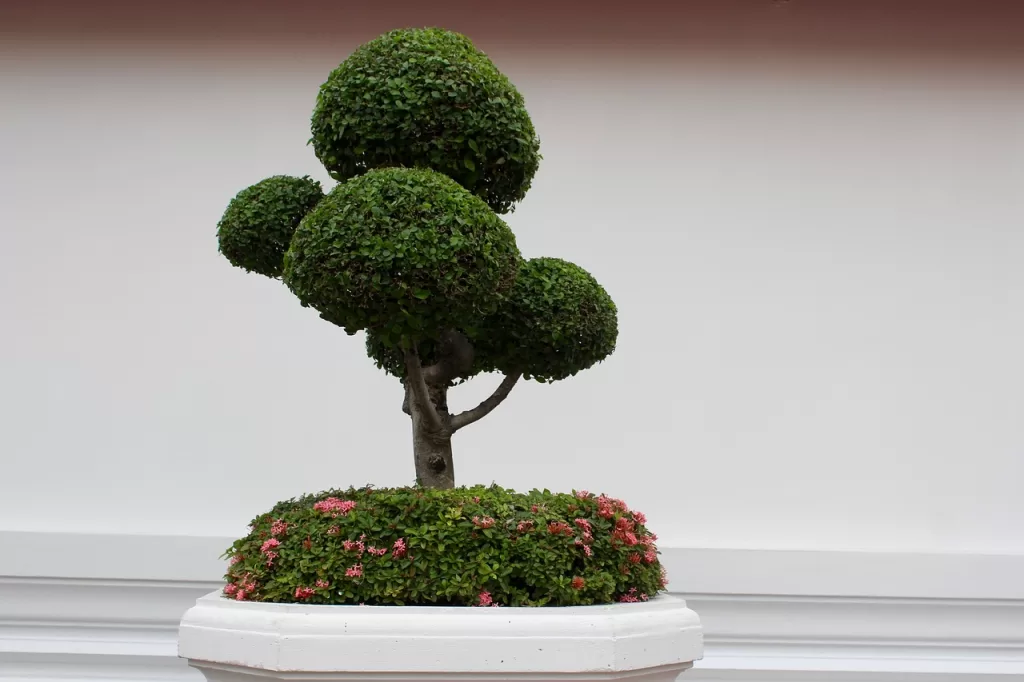 البونساي bonsai tree