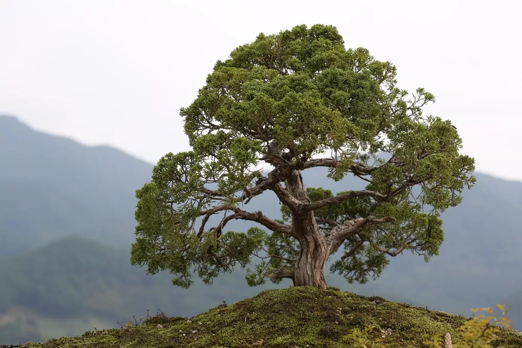 bonsai tree in alqalamoonnurseries