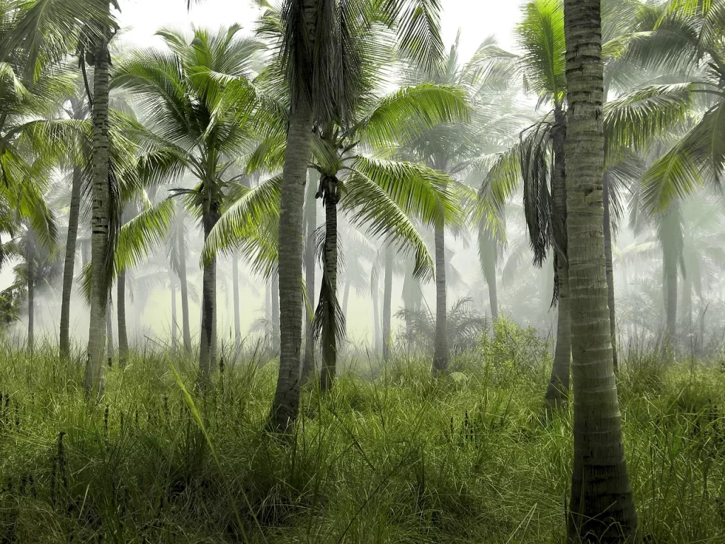 palm trees, grass, field