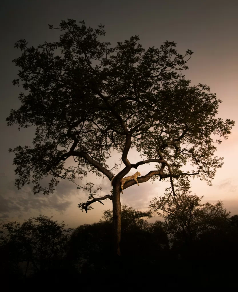 tree in alqalamoonnurseries