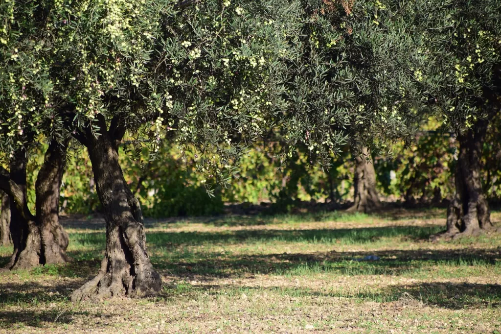 Olea Europaea "Olive tree"