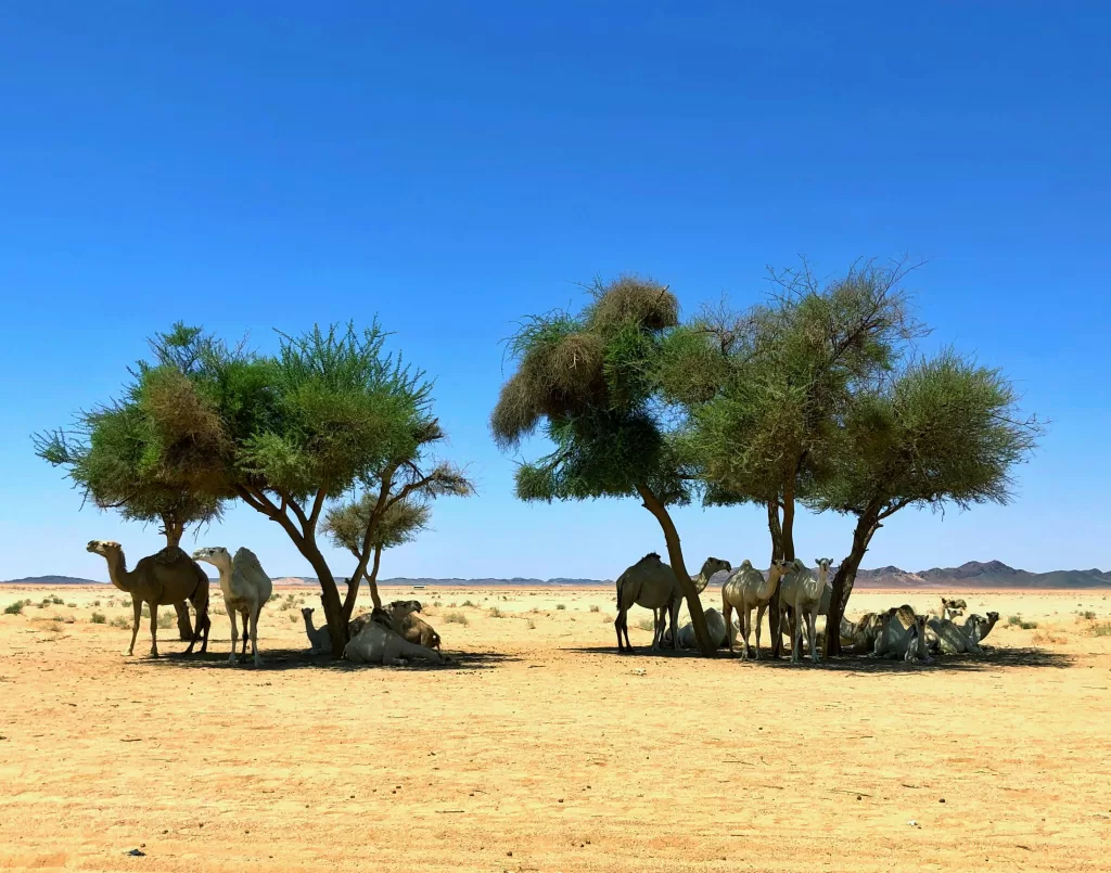 أشجار الإمارات في مشتل