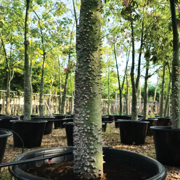 CHORISIA-SPECIOSA- silk tree