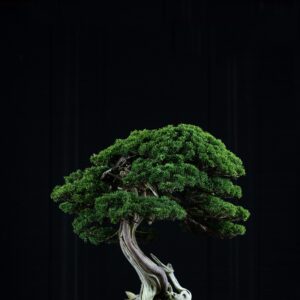 Bonsai