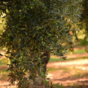 olive tree