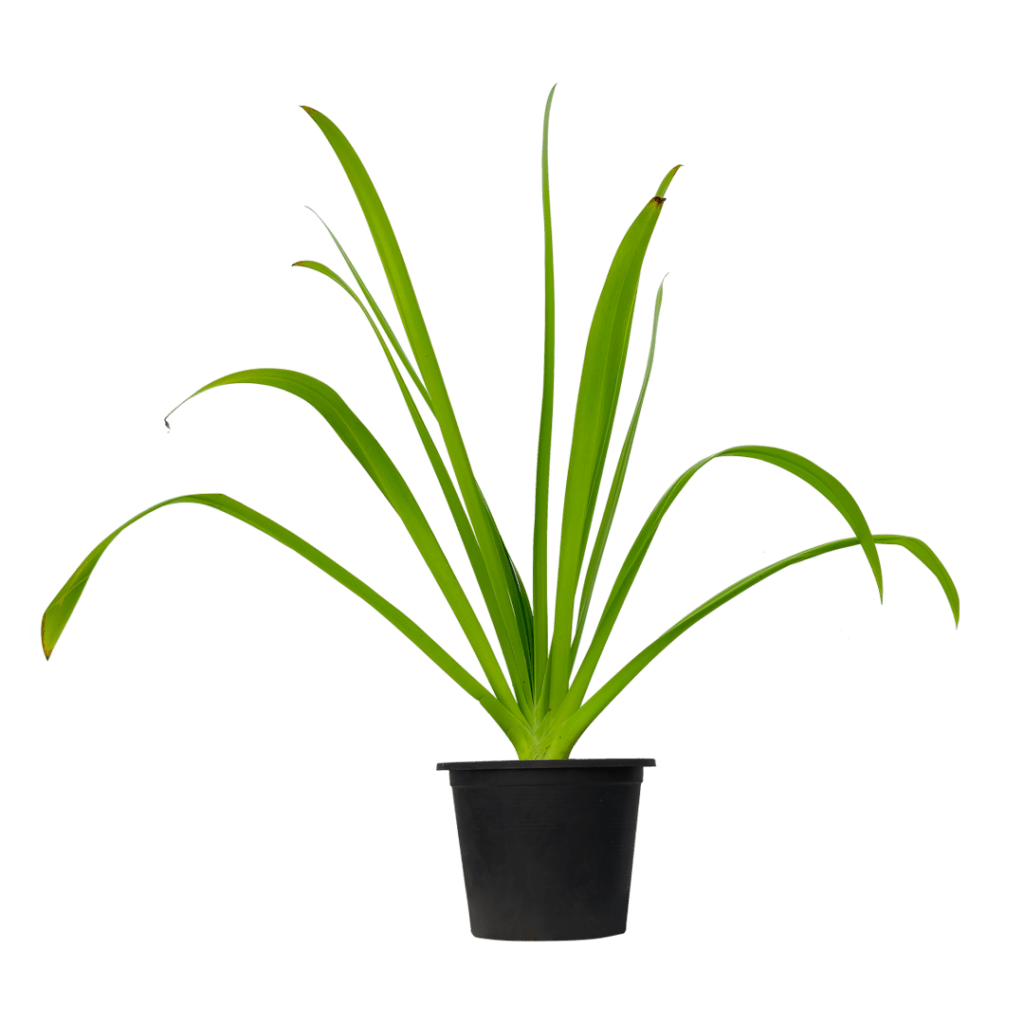 Hymenocallis littoralis for sale in UAE