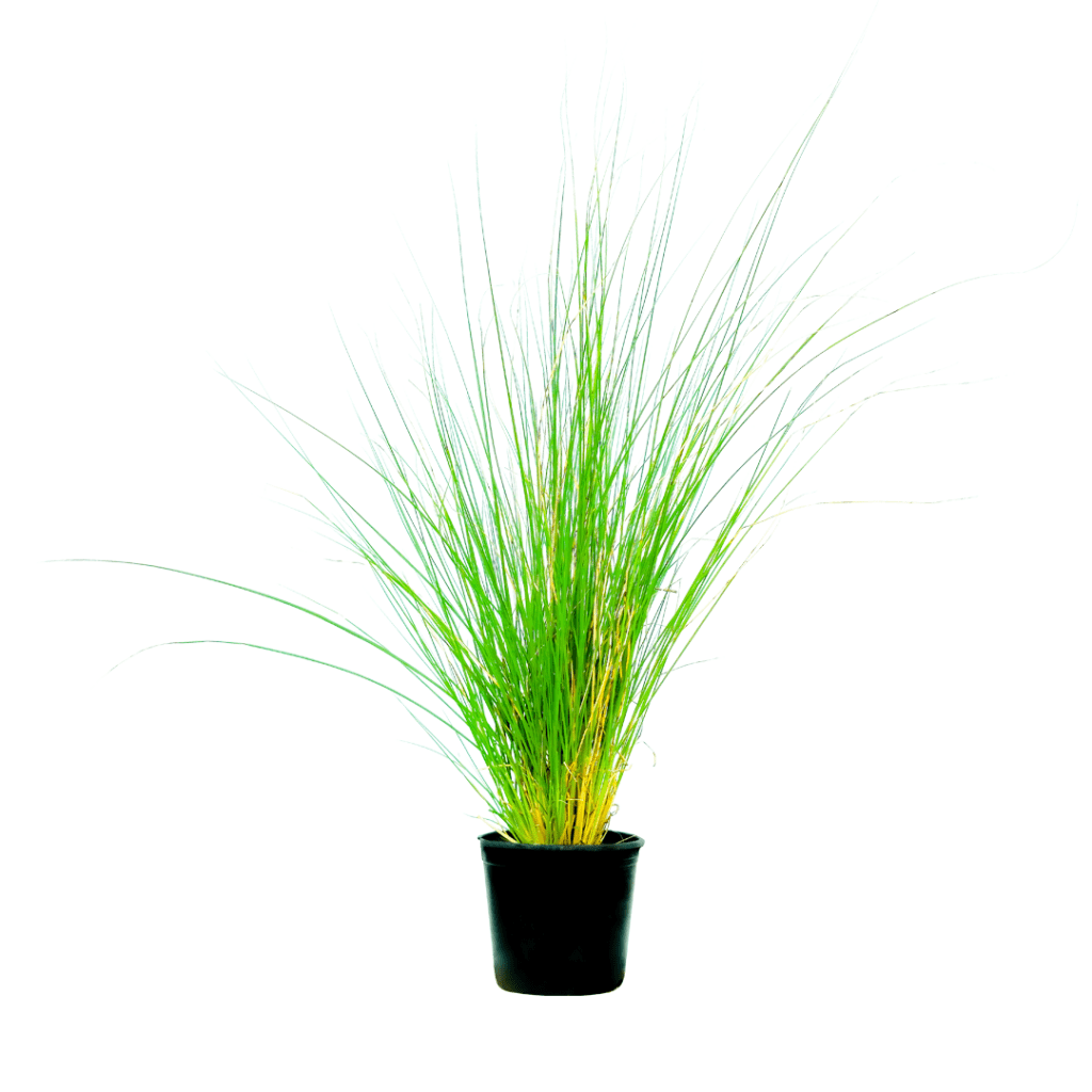 Pennisetum Satacum for sale