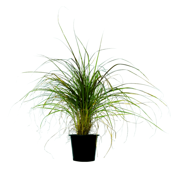 PENNISETUM SATASUM