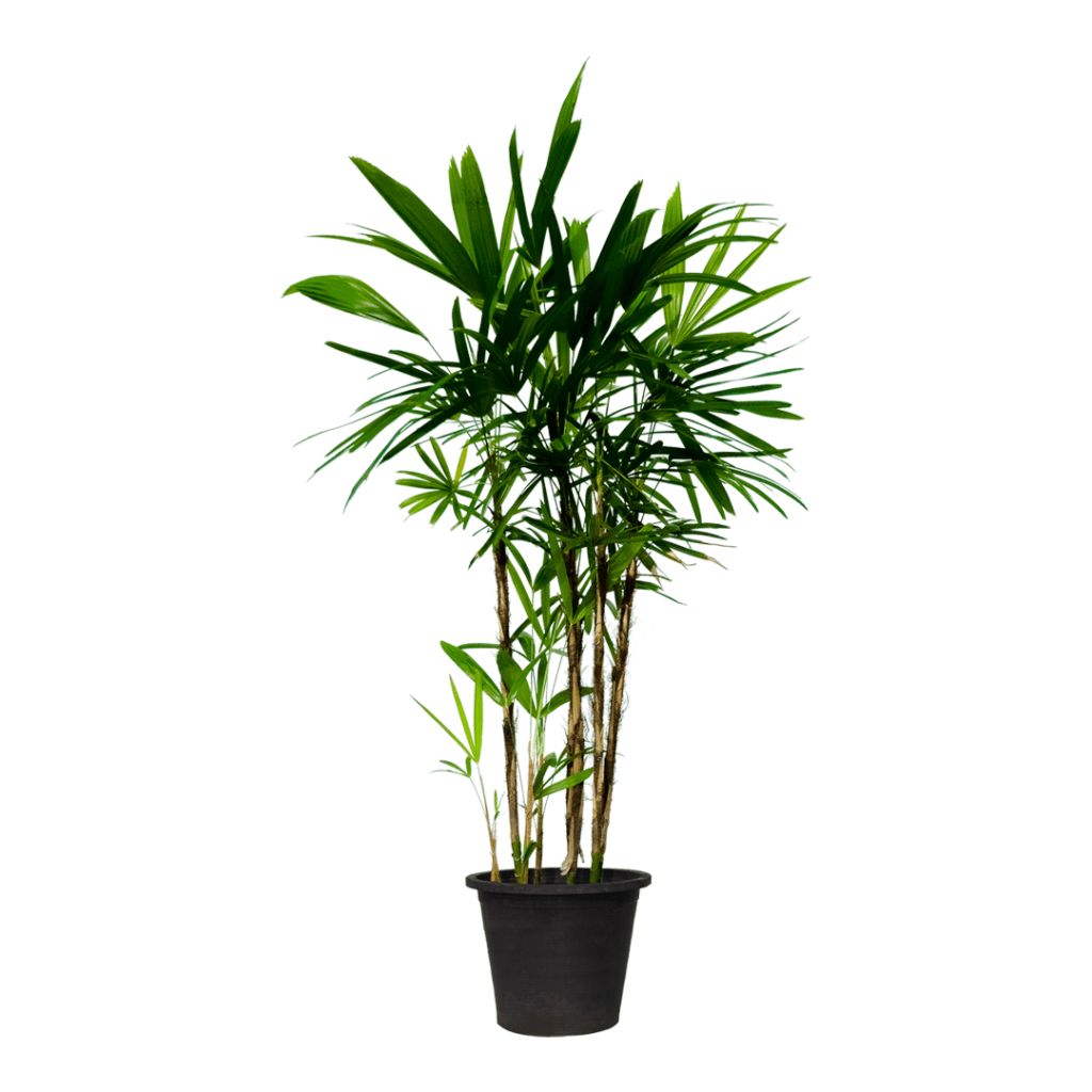 Rhapis Excelsa for sale in dubai