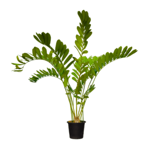 ZAMIA Plant