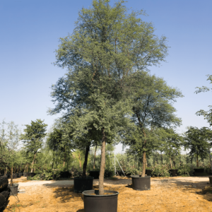 acacia arabica tree in uae