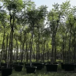 AZADIRACHTA-INDICA@-min