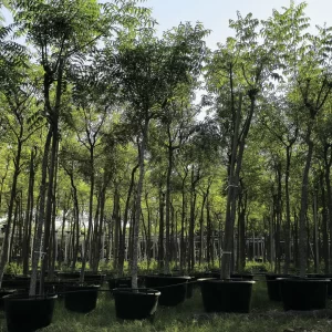 AZADIRACHTA-INDICA@-min