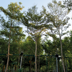 Terminalia Mantaly