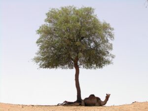 trees in uae with names