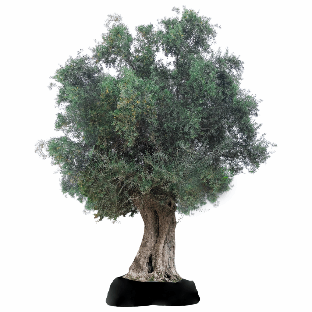 olive tree