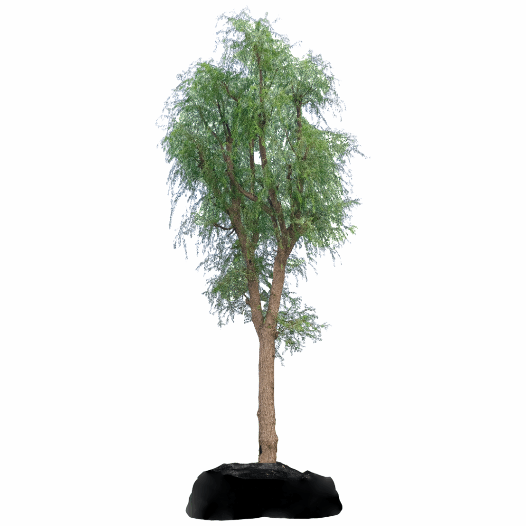 Ghaf tree the international tree in uae