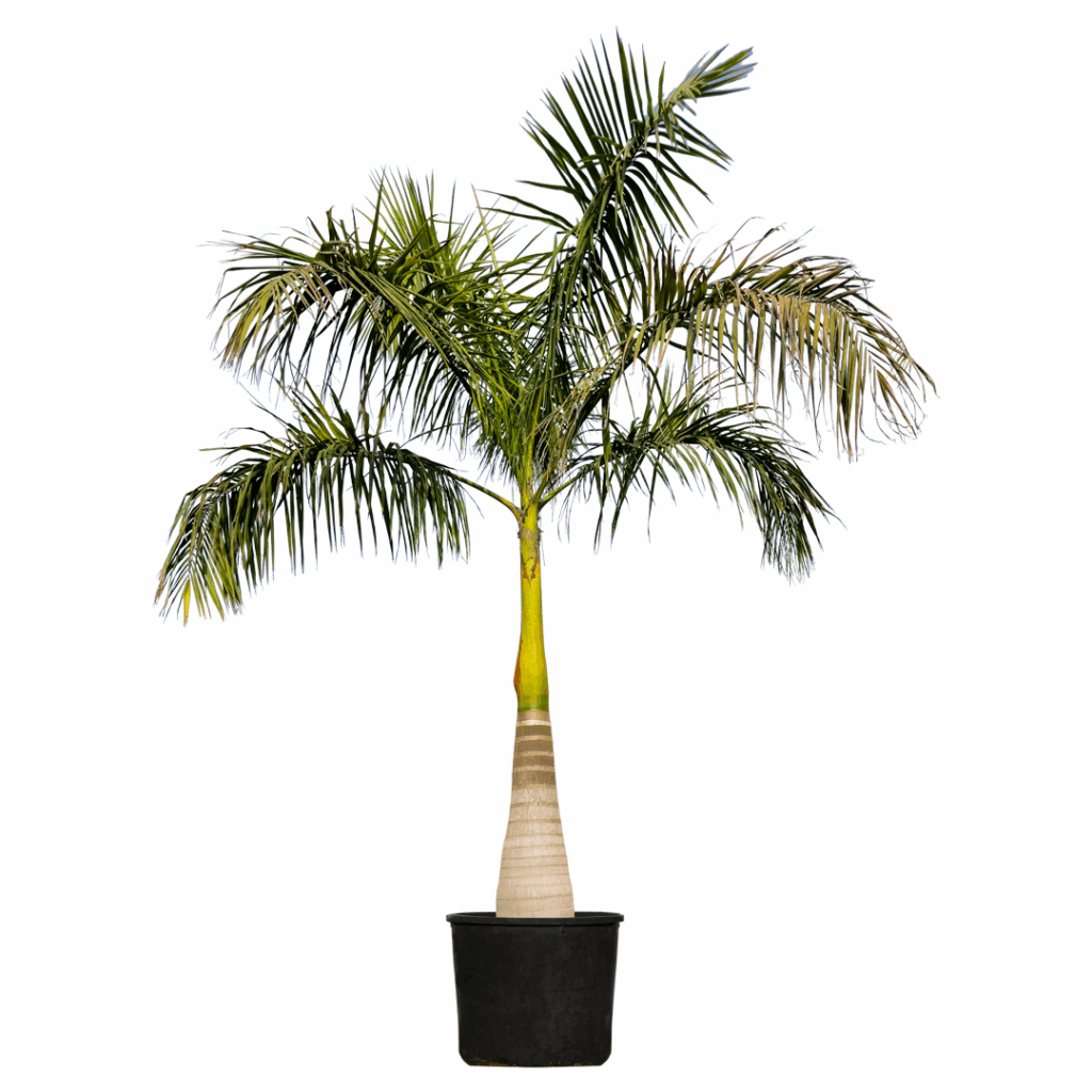 date palm in dubai