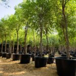 مشتل القلمون2